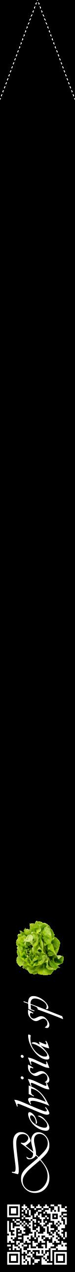 Étiquette de : Belvisia sp - format b - style blanche59viv avec qrcode et comestibilité simplifiée