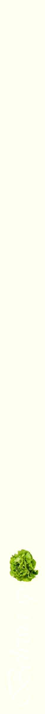 Étiquette de : Belvisia sp - format b - style blanche19viv avec comestibilité simplifiée