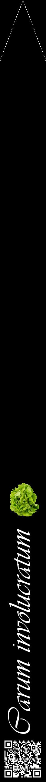Étiquette de : Carum involucratum - format b - style blanche59viv avec qrcode et comestibilité simplifiée