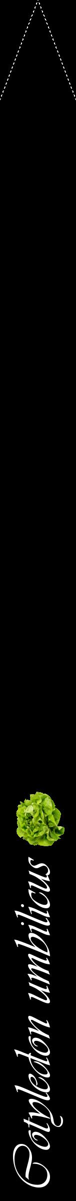 Étiquette de : Cotyledon umbilicus - format b - style blanche59viv avec comestibilité simplifiée