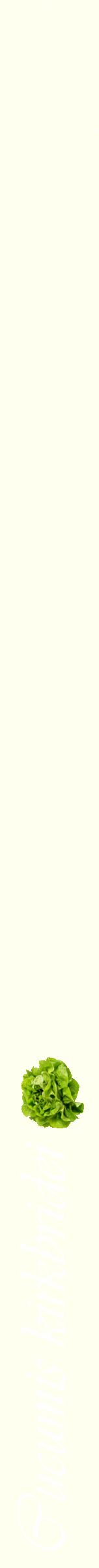 Étiquette de : Cucumis kirkbridei - format b - style blanche19viv avec comestibilité simplifiée