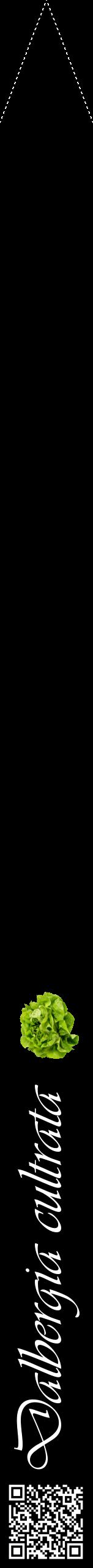 Étiquette de : Dalbergia cultrata - format b - style blanche59viv avec qrcode et comestibilité simplifiée