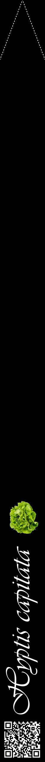 Étiquette de : Hyptis capitata - format b - style blanche59viv avec qrcode et comestibilité simplifiée