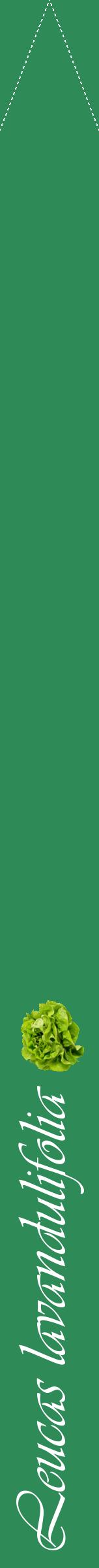 Étiquette de : Leucas lavandulifolia - format b - style blanche11viv avec comestibilité simplifiée