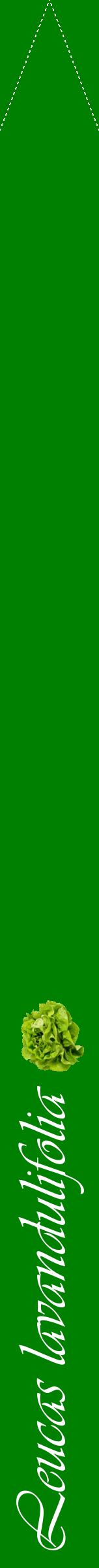 Étiquette de : Leucas lavandulifolia - format b - style blanche9viv avec comestibilité simplifiée