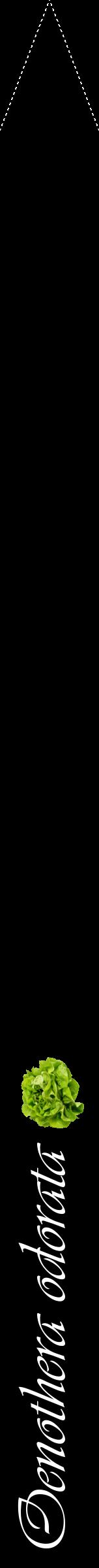 Étiquette de : Oenothera odorata - format b - style blanche59viv avec comestibilité simplifiée