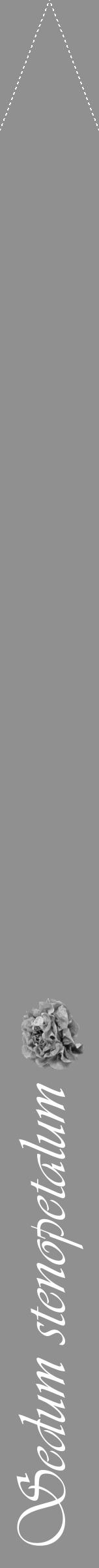 Étiquette de : Sedum stenopetalum - format b - style blanche4viv avec comestibilité simplifiée - position verticale