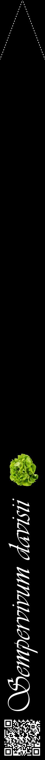Étiquette de : Sempervivum davisii - format b - style blanche59viv avec qrcode et comestibilité simplifiée