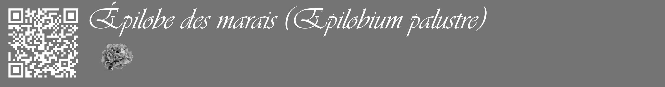 Étiquette de : Epilobium palustre - format c - style blanche26_basique_basiqueviv avec qrcode et comestibilité simplifiée