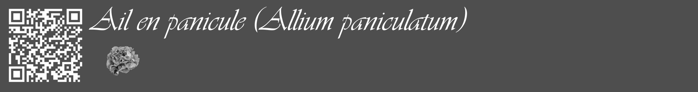 Étiquette de : Allium paniculatum - format c - style blanche33_basique_basiqueviv avec qrcode et comestibilité simplifiée