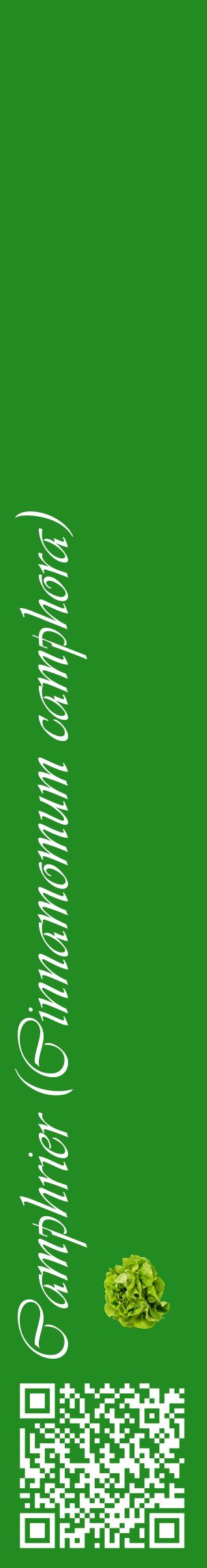 Étiquette de : Cinnamomum camphora - format c - style blanche10_basiqueviv avec qrcode et comestibilité simplifiée