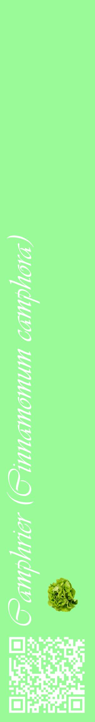 Étiquette de : Cinnamomum camphora - format c - style blanche14_basiqueviv avec qrcode et comestibilité simplifiée
