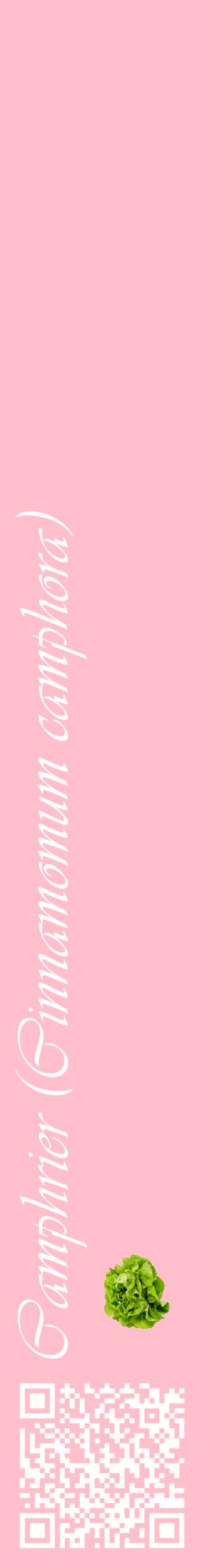 Étiquette de : Cinnamomum camphora - format c - style blanche40_basiqueviv avec qrcode et comestibilité simplifiée