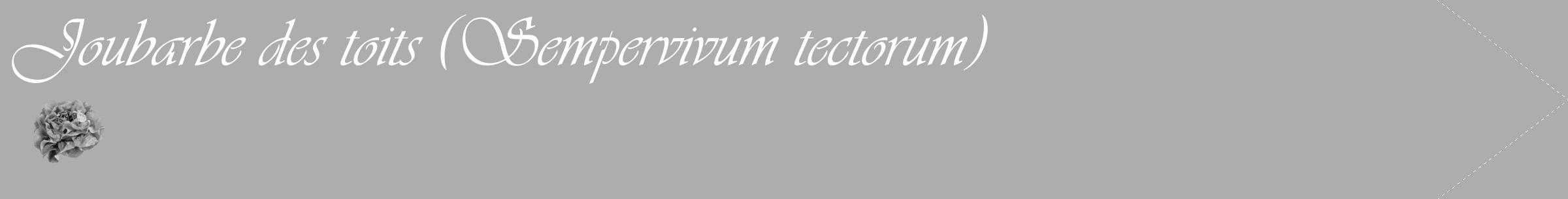 Étiquette de : Sempervivum tectorum - format c - style blanche22_simple_simpleviv avec comestibilité simplifiée