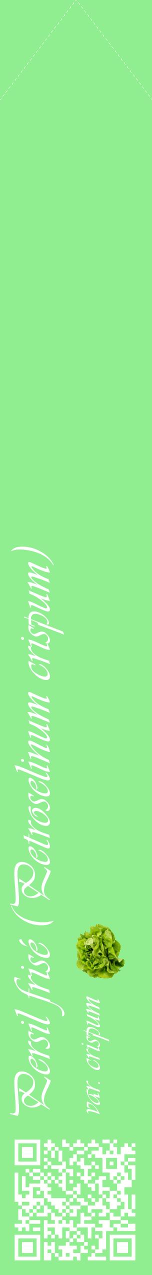 Étiquette de : Petroselinum crispum var. crispum - format c - style blanche15_simpleviv avec qrcode et comestibilité simplifiée
