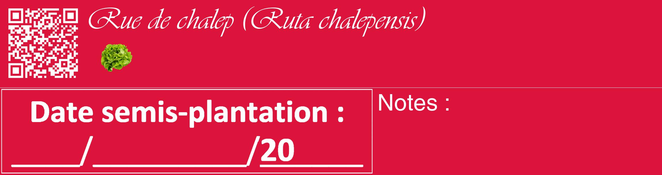Étiquette de : Ruta chalepensis - format c - style blanche36_basique_basiqueviv avec qrcode et comestibilité simplifiée