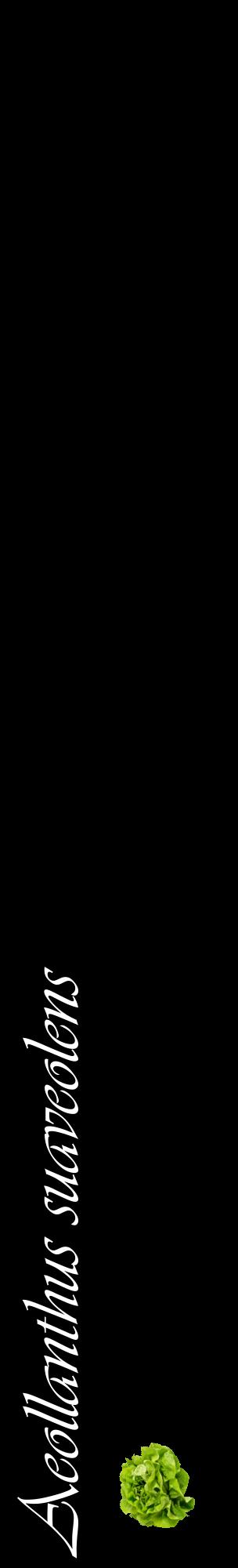 Étiquette de : Aeollanthus suaveolens - format c - style blanche59_basiqueviv avec comestibilité simplifiée