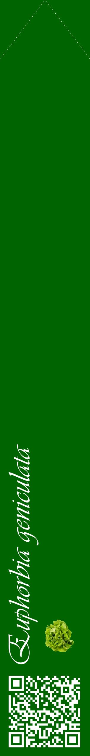 Étiquette de : Euphorbia geniculata - format c - style blanche8_simpleviv avec qrcode et comestibilité simplifiée