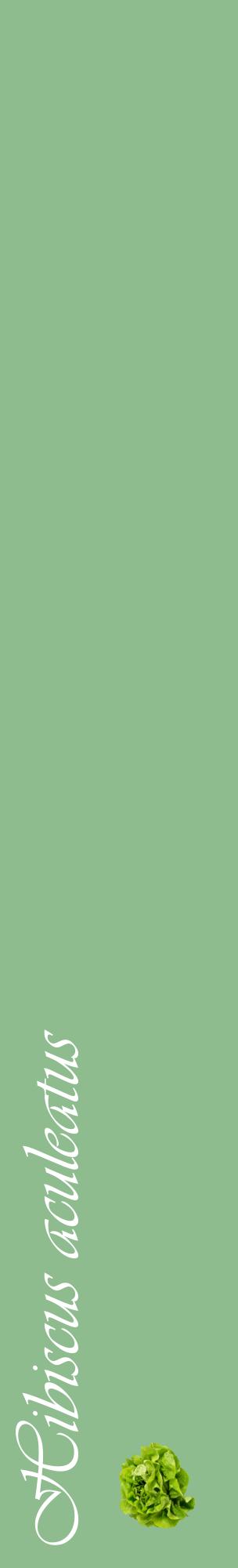 Étiquette de : Hibiscus aculeatus - format c - style blanche13_basiqueviv avec comestibilité simplifiée