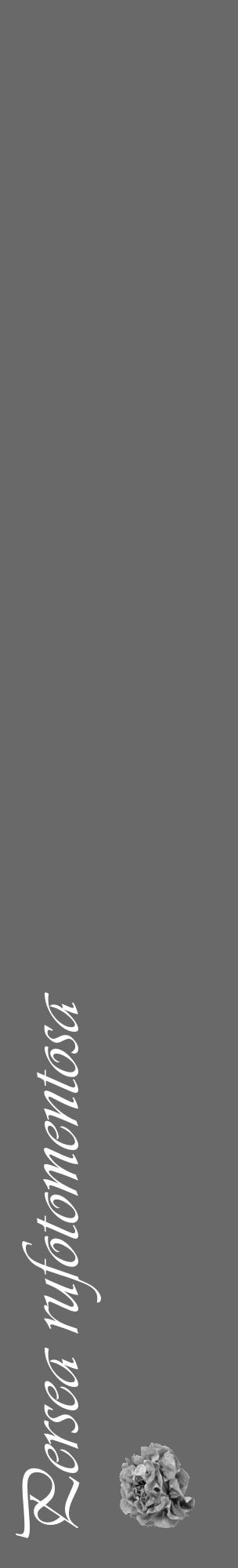 Étiquette de : Persea rufotomentosa - format c - style blanche11_basique_basiqueviv avec comestibilité simplifiée - position verticale