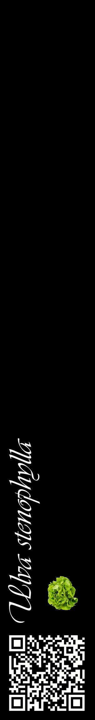 Étiquette de : Ulva stenophylla - format c - style blanche59_basiqueviv avec qrcode et comestibilité simplifiée