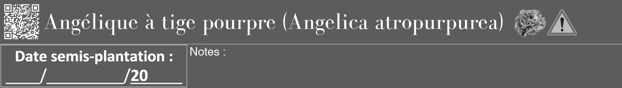 Étiquette de : Angelica atropurpurea - format a - style blanche49bod avec qrcode et comestibilité simplifiée