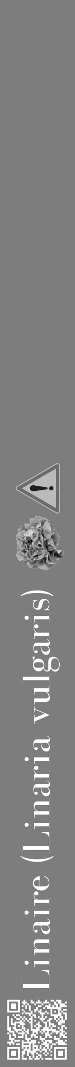Étiquette de : Linaria vulgaris - format a - style blanche35bod avec qrcode et comestibilité simplifiée - position verticale