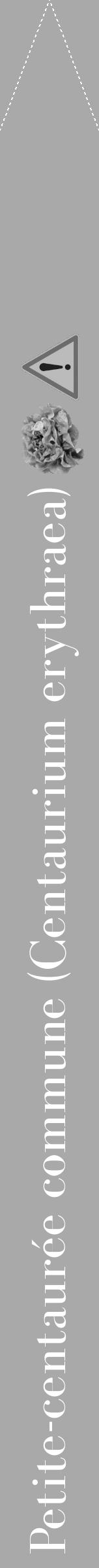 Étiquette de : Centaurium erythraea - format b - style blanche13bod avec comestibilité simplifiée - position verticale