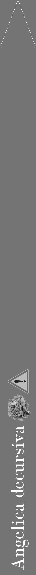 Étiquette de : Angelica decursiva - format b - style blanche26bod avec comestibilité simplifiée - position verticale