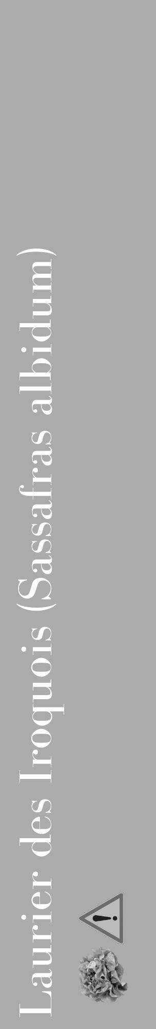 Étiquette de : Sassafras albidum - format c - style blanche37_basique_basiquebod avec comestibilité simplifiée - position verticale