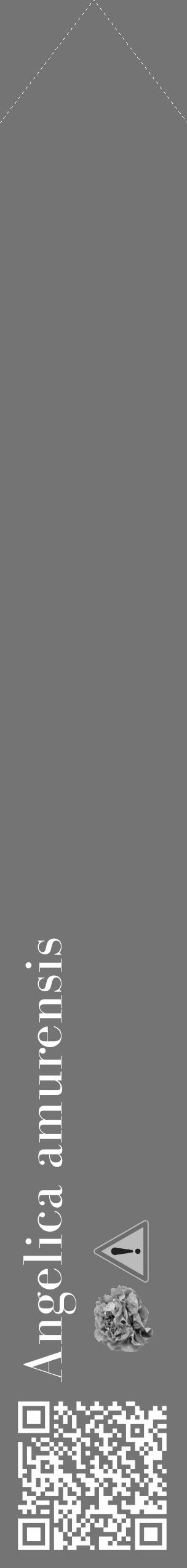 Étiquette de : Angelica amurensis - format c - style blanche26_simple_simplebod avec qrcode et comestibilité simplifiée - position verticale