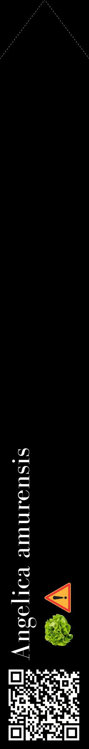 Étiquette de : Angelica amurensis - format c - style blanche59_simplebod avec qrcode et comestibilité simplifiée
