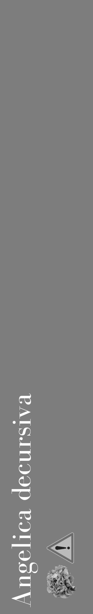 Étiquette de : Angelica decursiva - format c - style blanche35_basique_basiquebod avec comestibilité simplifiée - position verticale