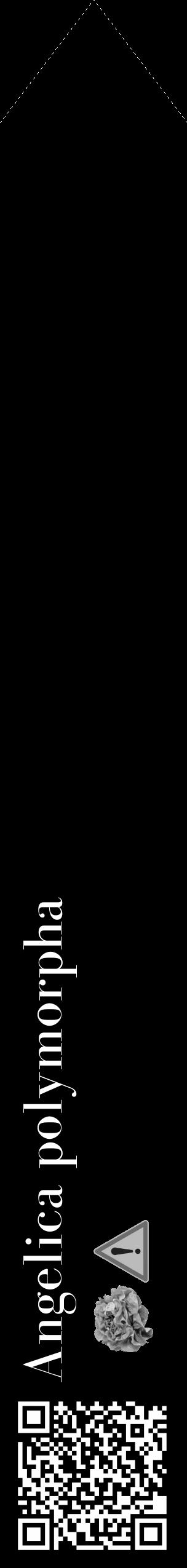 Étiquette de : Angelica polymorpha - format c - style blanche59_simple_simplebod avec qrcode et comestibilité simplifiée - position verticale
