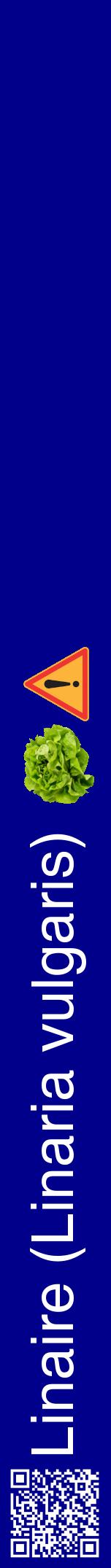 Étiquette de : Linaria vulgaris - format a - style blanche7hel avec qrcode et comestibilité simplifiée