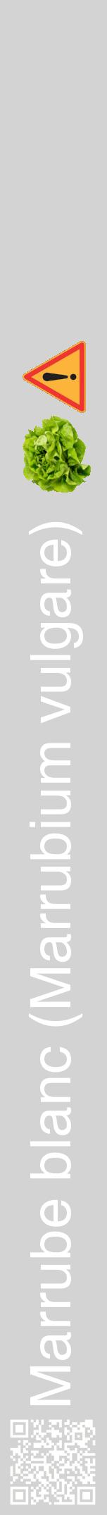 Étiquette de : Marrubium vulgare - format a - style blanche56hel avec qrcode et comestibilité simplifiée