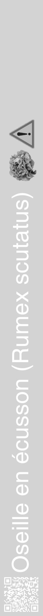 Étiquette de : Rumex scutatus - format a - style blanche56hel avec qrcode et comestibilité simplifiée - position verticale