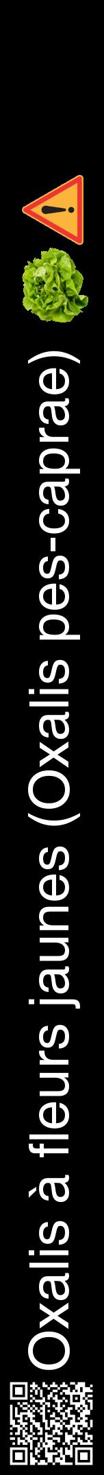 Étiquette de : Oxalis pes-caprae - format a - style blanche59hel avec qrcode et comestibilité simplifiée