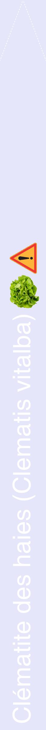 Étiquette de : Clematis vitalba - format b - style blanche55hel avec comestibilité simplifiée