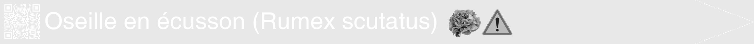 Étiquette de : Rumex scutatus - format b - style blanche55hel avec qrcode et comestibilité simplifiée