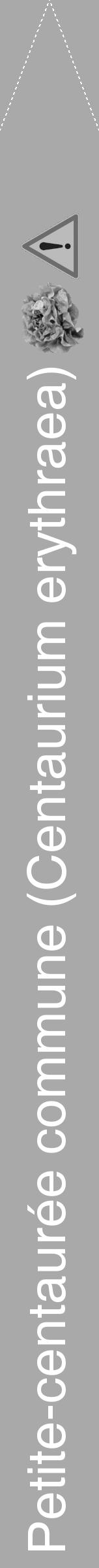 Étiquette de : Centaurium erythraea - format b - style blanche13hel avec comestibilité simplifiée - position verticale
