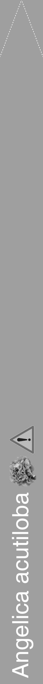 Étiquette de : Angelica acutiloba - format b - style blanche24simplehel avec comestibilité simplifiée - position verticale