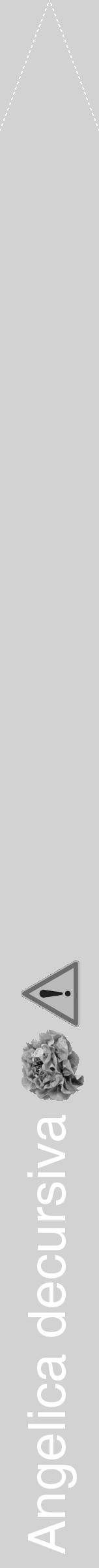 Étiquette de : Angelica decursiva - format b - style blanche14hel avec comestibilité simplifiée - position verticale