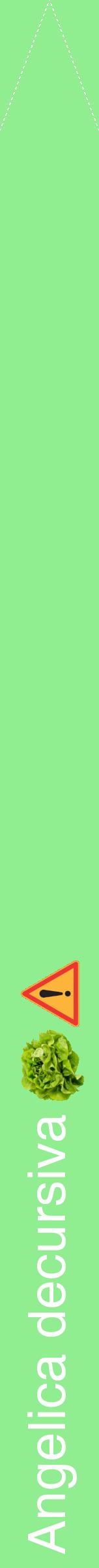 Étiquette de : Angelica decursiva - format b - style blanche15hel avec comestibilité simplifiée