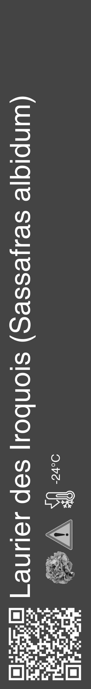 Étiquette de : Sassafras albidum - format c - style blanche48_basique_basiquehel avec qrcode et comestibilité simplifiée - position verticale
