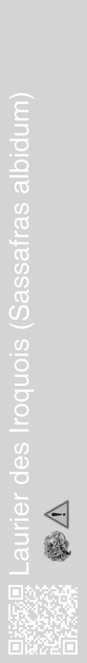 Étiquette de : Sassafras albidum - format c - style blanche40_basique_basiquehel avec qrcode et comestibilité simplifiée - position verticale