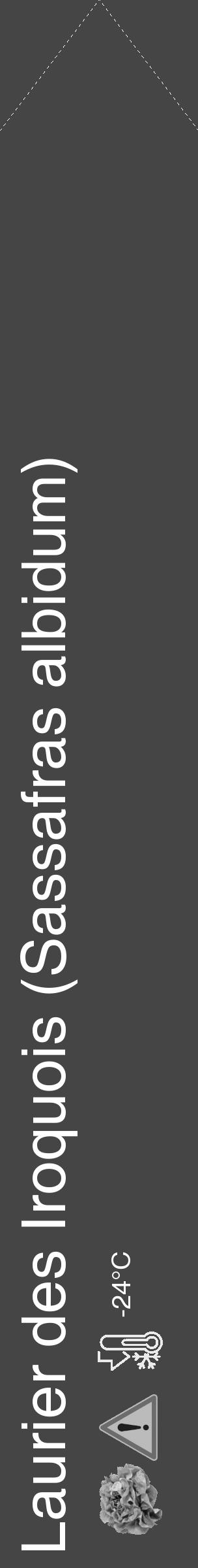 Étiquette de : Sassafras albidum - format c - style blanche58_simple_simplehel avec comestibilité simplifiée - position verticale
