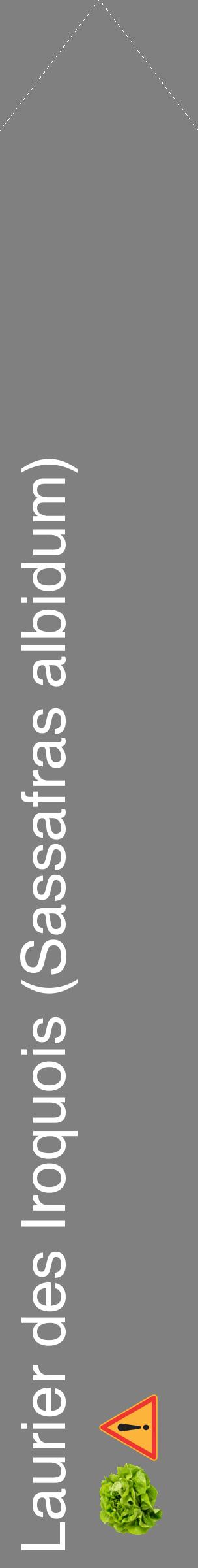 Étiquette de : Sassafras albidum - format c - style blanche57_simplehel avec comestibilité simplifiée