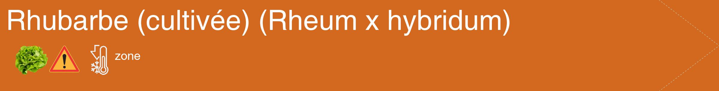 Étiquette de : Rheum x hybridum - format c - style blanche31_simple_simplehel avec comestibilité simplifiée