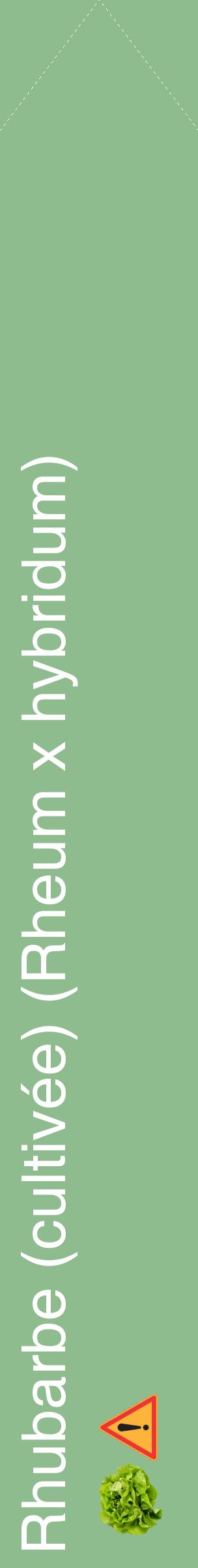 Étiquette de : Rheum x hybridum - format c - style blanche13_simplehel avec comestibilité simplifiée